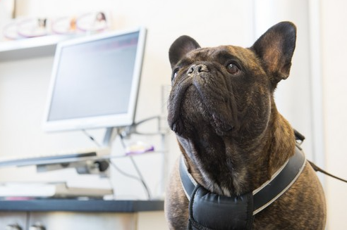 Ozark Veterinary Clinic in the Ozarks, MO