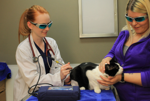 Ozark Veterinary Clinic in the Ozarks, MO