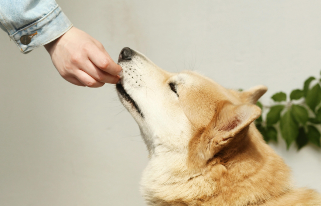 Animal Clinic of the Ozarks in Ozark, MO